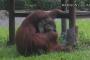 【悲報】オランウータンの喫煙が発覚（※動画あり）ｗｗｗｗｗｗｗｗｗｗｗｗ