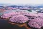 【画像】中国の桜の風景さん、日本の桜と違ってガチでスケールがデカ過ぎると話題にｗｗｗｗｗｗｗｗｗｗ