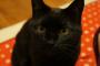 黒猫の画像集 大盛り