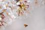 【画像】桜の写真撮ってきたから評価してｗｗｗ 	