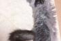 うちの猫が今日で2歳を迎える