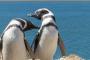 ペンギン飼いたいんやけど 	