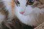 画像　中川翔子「今まで飼った猫とは次元が違う美少女っぷり」保護ねこカフェで出会った新しいネコを飼う