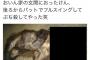 アライさん「人間の家の玄関を訪ねるのだ！」高校球児「彡(^)(^)」