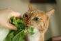 猫『肉や魚の倍は野菜を食べにゃいと』