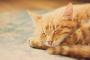 指で丸作ると突っ込んでくる猫さん可愛すぎぃ！(※画像あり)