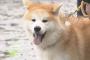 【韓国の反応】「日本の秋田犬、『猟犬』から国家広報の『象徴』に」→韓国人「秋田犬の起源は韓国です」