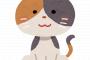 【画像】ワイんちの猫カススヤスヤで草