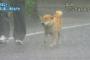 非常に激しい雨なのに犬散歩させてんじゃねぇｗｗｗって愛犬家的にはどうなんの？