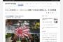 【旭日旗掲揚】韓国野党議員「日本旭日旗禁止法」を代表発議＝製作、流布、使用すれば処罰「イスラエルの国家行事にドイツがナチス戦犯旗を掲げて参加することと同じ」