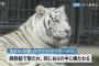 平川動物公園事故、飼育員を殺害したトラの現在…まじかよこれ…