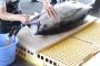 【衝撃】マグロのしっぽ食ってたらヤバいもんが出てきたんやけど…なんやコレ…（※衝撃画像あり）