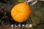 「オレタチ」という果実（柑橘類）がある