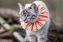 【海外】バード・キラーの飼い猫、主婦が発明した猫の首輪で犠牲になる鳥が19分の1に 	