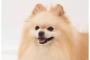 ポメラニアンを柴犬カットにした結果ｗｗｗ(※画像あり)