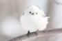 【（・▲・）】顔が●と▲でできている上にふわふわの「わがままボディ」。かわいすぎる野鳥“シマエナガ”がSNSで人気