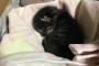 【画像】ワイ家のぐうかわ猫見てよｗｗｗｗｗｗｗｗｗｗ