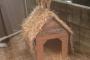 犬が屋根の上に登っててワロタｗｗｗ