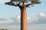 【超画像】いやらしすぎる木、ついに発見される！！！！！！！	