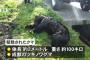 猟友会によるクマ駆除活動に「殺す必要があるのか」「山へ帰せばいいじゃないか」という無知な批判が殺到 … 猟友会員「害獣駆除活動への無理解が深刻な問題」