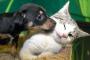 猫、正論で犬を諭している模様