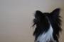 近所の犬に噛まれ、うちの娘が大泣き。飼い主に文句を言ったらまさかの。。。