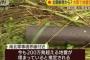 【爆発祈願】国境封鎖の影響で地雷原を越えてバ韓国に脱北するしかないwww