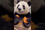【閲覧注意】パンダ、笹以外の味を覚えてしまう…【動画】
