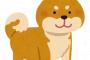 「柴犬」と「ハスキー」をミックスさせた「結果」ｗｗuｗｗuｗｗuｗｗ