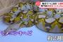 【悲報】ニシキヘビ脱走事件、新展開へ