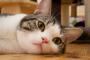 【ねこ画像】ねそべりねこ、躍動するご立派なｗ ほか