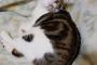 【ねこ画像】ふりかえりねこ、ぐっすりねこ ほか