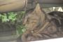 【ねこ画像】車の下に隠れる猫、おそとねこ ほか
