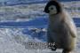 【画像】ペンギン、自由を知ってしまう