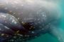 [超画像]鯨さんの表面、クッッッッッソキモかった