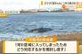 クジラ「淀ちゃん」が流され岸に漂着、 ややこしい事態に…大阪市と国土交通省の管轄問題！