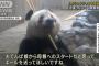 上野動物園のジャイアントパンダ「シャンシャン」中国返還へ…中止求める嘆願書多数