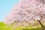 【韓国】桜の起源を確認するための研究、今年から3年間推進