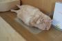 俺たちの猫画像を見ろォォォぉォ！！