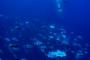 【超ド級速報】ミッドウェー海戦で沈没した空母「赤城」を確認 → 驚きの事実発覚・・・