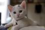 子猫が…お前たちに足りない大事な物を教えてやる。【画像】