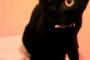 夜は黒猫を撮っても目しか写らない　しかし、○○みたいだなぁ。