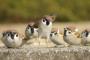 【悲報】スズメさん、ただの害鳥だったことが判明…