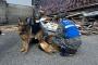 航空自衛隊の捜索犬ジェニファー、輪島で高齢女性を救出…木原防衛相発表！