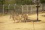 【超速報】札幌市の動物園『ノースサファリサッポロ』、ガチで逝く・・・・・・