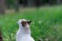 【ねこ画像】公園のねこ、お外のねこ ほか【再】
