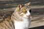 久々に実家に帰って猫を思いっきり可愛がってます   「ミーちゃん、ほんとは人間の言葉話せるんだよね」  と聞いてみたら【再】