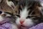 拾ってきて二ヵ月になる子猫と追い掛けっこなどをして遊んでいると、たまに・・・【再】