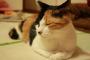 猫も若く見えると言われるとうれしいんだな【再】