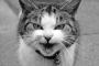 猫って動物の中で一番霊感が強いと言われてるけど・・・ 一緒に不動産巡りしたら【再】